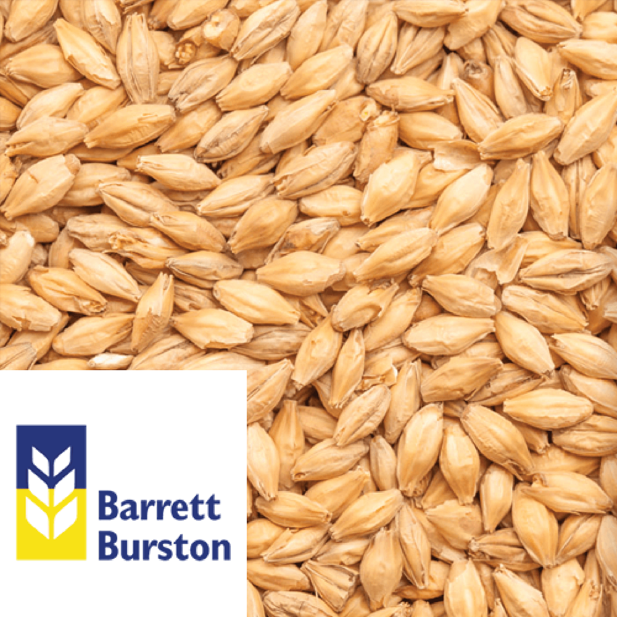 Munich Malt Barrett Burston AUS per kg