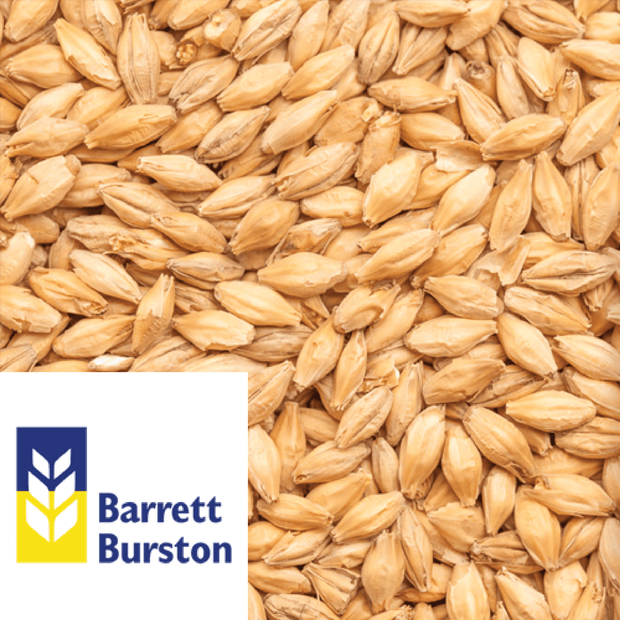 Pilsner Malt Pale Malt Barrett Burston AUS per kg