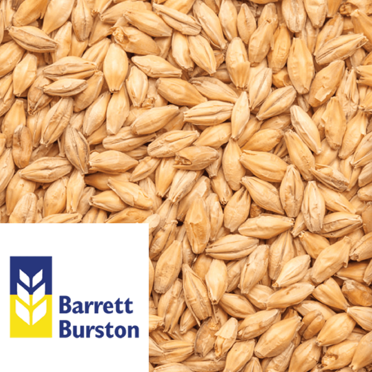 Ale Malt Victorian Barrett Burston AUS per kg