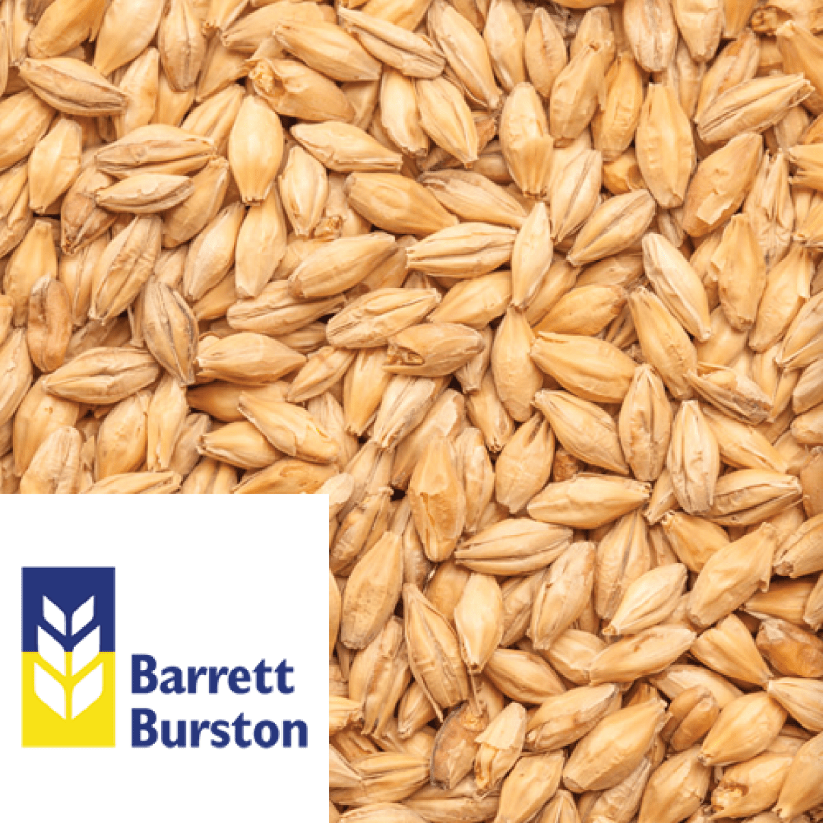 Extra Pale Malt Australian Barrett Burston per kg