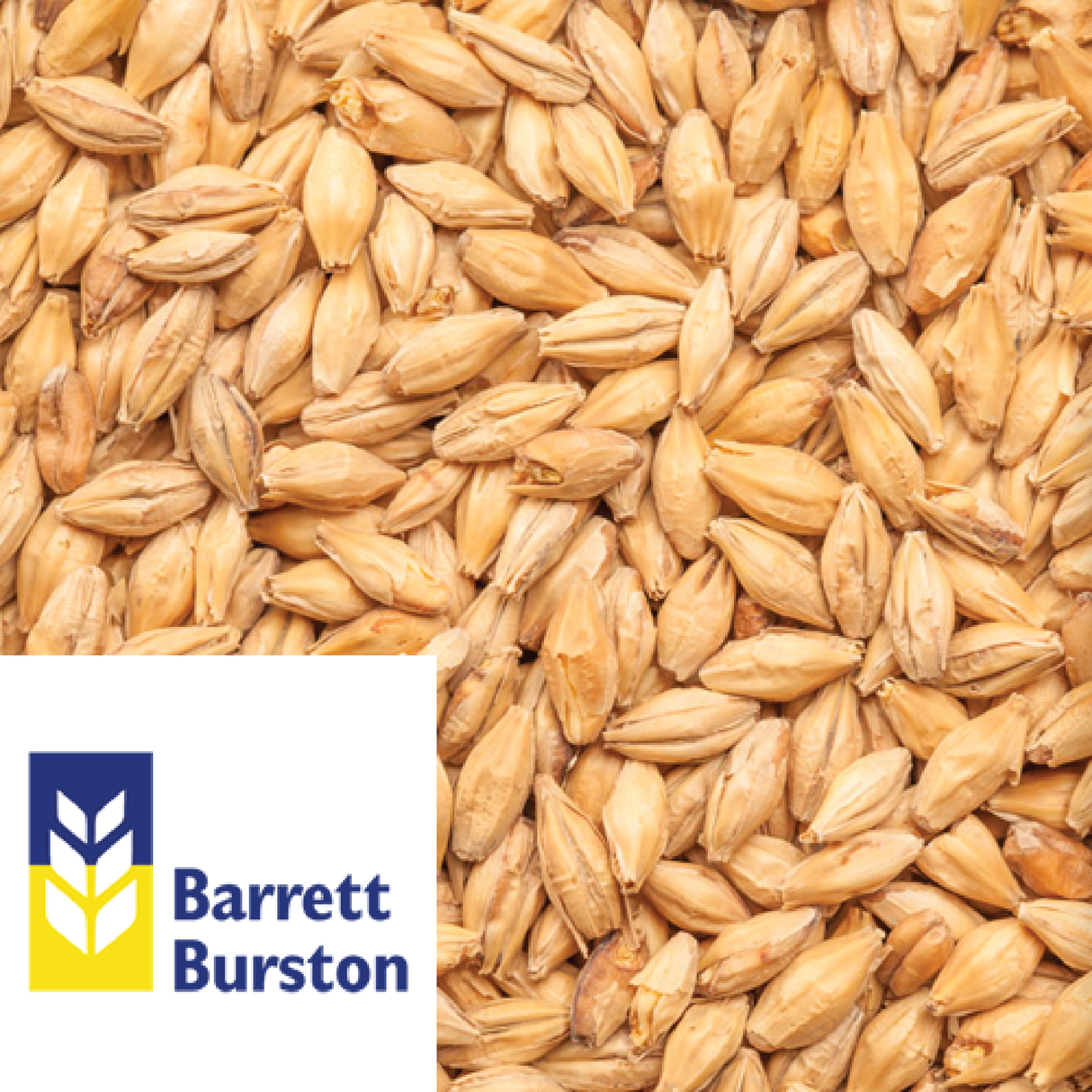 Extra Pale Malt Australian Barrett Burston per kg