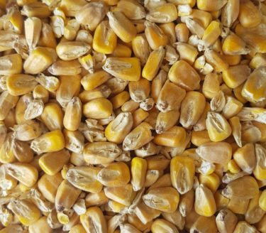 Maize Malt - 1kg Bag - Distillery King Australia