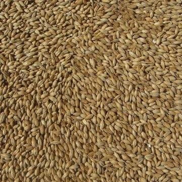 Ale Malt - 1kg Grain