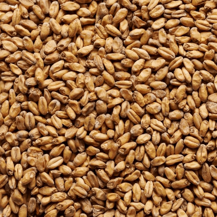 Wheat Malt -  1kg Grain