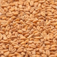 Wheat Malt Grain 25kg (3.5max EBC)